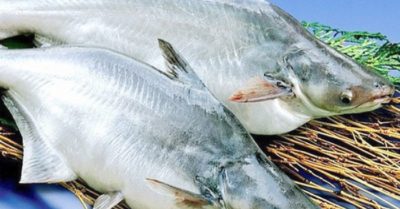 Cách nấu cơm dừa câu cá tra đơn giản và hiệu quả