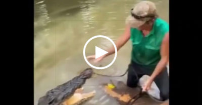 Video: Cá sấu hoang dã bị người đàn ông mắng và đuổi đi