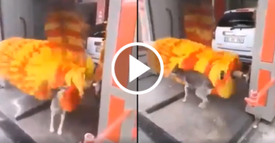 Video: Chó cưng thích thú khi tắm ké máy rửa xe tự động