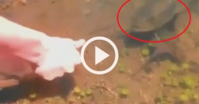 Video: Người đàn ông dùng ngón tay làm mồi nhử tóm gọn con cá