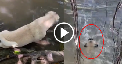 Video: Chó cưng không biết bơi vẫn bất chấp lao mình xuống nước cứu chủ