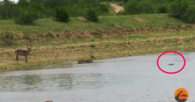 Video: Linh dương Waterbuck thoát chết ngoạn mục khi bị cá sấu tấn công