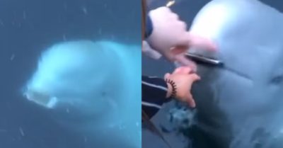Video: Cá heo trắng nhặt điện thoại trả lại người mất
