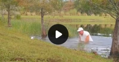 Video: Ông chủ nhảy xuống hồ cạy hàm cá sấu để cứu chó cưng