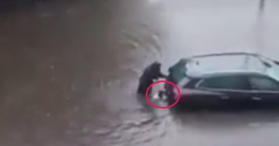 Video: Chó cưng đội mưa phụ giúp cô chủ đẩy xe