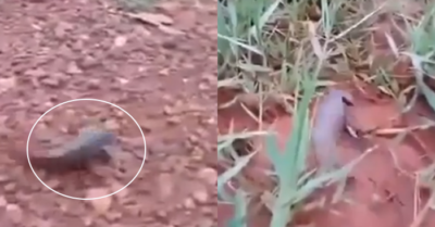 Clip: Cá rô quyết tâm vượt đoạn đường khô cạn để trở về nhà