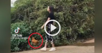 Video: Cô gái tay không bắt con gà nhanh như chớp