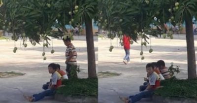 Cộng đồng mạng ‘dậy sóng’ khi học trò thờ ơ với cây xoài trĩu quả