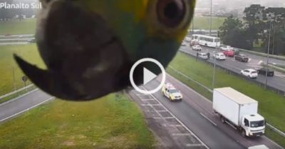 Video: Chim vẹt xanh tinh nghịch chơi trò ‘ú òa’ với camera giao thông