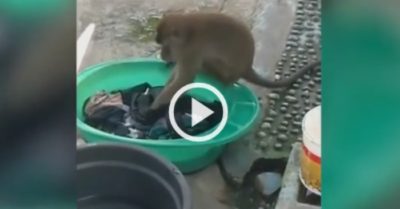 Video: Khỉ hoang giặt đồ giúp chủ nhà