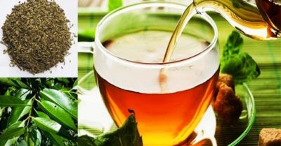 Uống nước vối không lo mỡ máu, tốt cho bệnh tiểu đường và bệnh gout