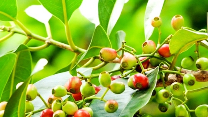  Rễ vối chữa viêm gan, vàng da; Nước lá vối tươi giúp lợi tiểu, giải khát tốt; bà bầu; dinh dưỡng;