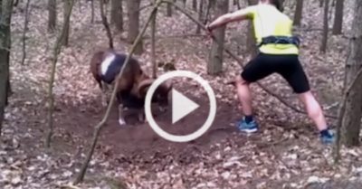 Video: Con cừu có trước hay cái cây có trước?