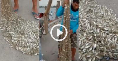 Video: Người đàn ông ngán ngẩm vì chài được mẻ cá to