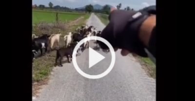 Video: Chàng trai dùng ngôn ngữ của loài dê để điều khiển chúng