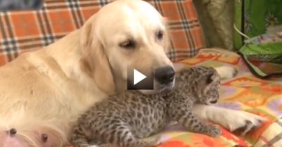 Video: Cảm động cảnh chó mẹ chăm sóc hai con báo bị bỏ rơi như con