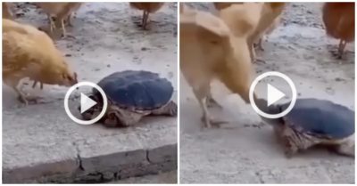 Video: Gà nhà trả giá đắt vì liên tục trêu rùa