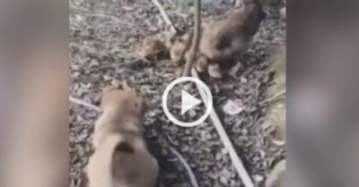 Video hài: Cún con khổ sở vì bị gà mẹ chặn đánh