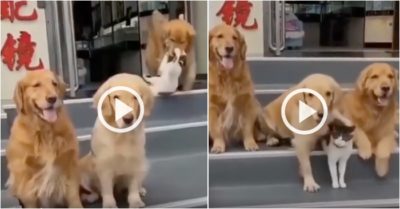 Video: Chó cưng vào tận nhà lôi mèo ra chụp ảnh cùng