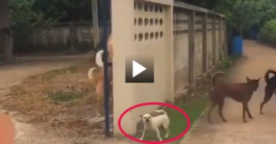 Video: Những chú chó to xác thua xa anh bạn bé nhỏ