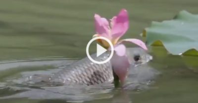 Video: Thú vị khoảnh khắc cá trắm nhảy lên đớp trụi bông sen