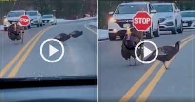 Video: Gà tây đứng sang một bên chỉ huy cả đàn qua đường