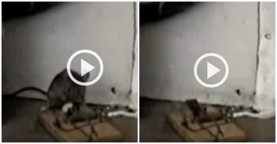 Clip: Chiếc bẫy chuột lạ nhất thế giới là đây