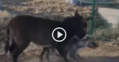 Video: Linh cẩu bị lừa đè đầu cưỡi cổ khi chơi đùa cùng nhau