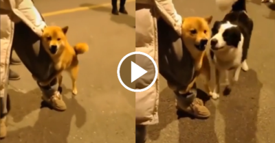 Video: Chó cưng ôm cứng chân cô chủ nhưng vẫn lớn tiếng “quát” con nhà người ta