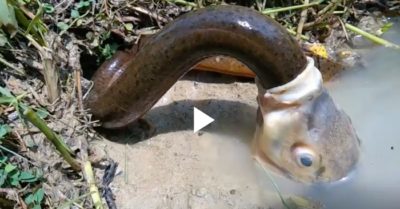 Video: Cá chép cố tình nuốt lươn ‘khủng’ vào bụng và kết cục đầy bất ngờ