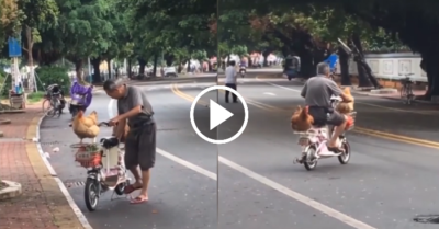 Video: Gà cưng ú tự nhảy lên xe đạp điện chờ chủ chở đi dạo
