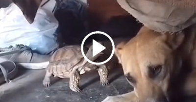 Video: Con rùa nhây ba lần bảy lượt chọc chó nổi quạu