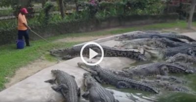 Video: Phấn khích khi xem nhân viên cho cá sấu khổng lồ ăn