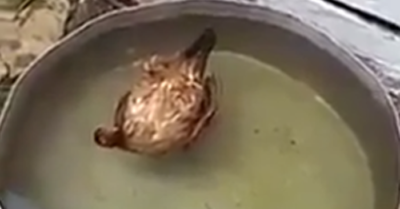 Video: Con gà nằm ngủ “vênh râu” trong chậu nước mát