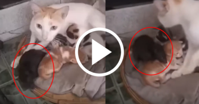 Video: Chuột ú ngủ ngon lành bên mèo mẹ và đàn con