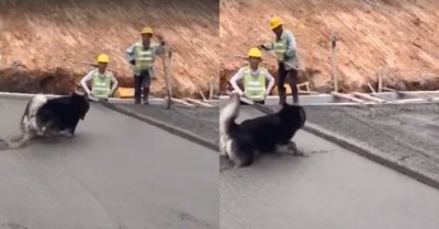 Video: Hai thợ xây bất lực nhìn chó đi lại trên bê tông mới đổ