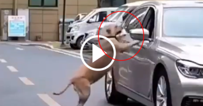 Video: Chó cưng nhặt rác và “lịch sự” trả lại cho người vứt rác bừa bãi