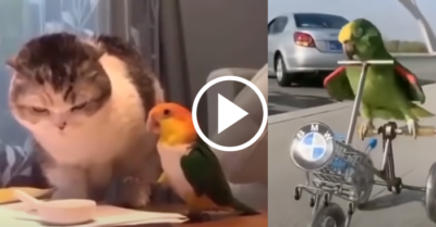 Phì cười với những hành động ngộ nghĩnh của các chú vẹt