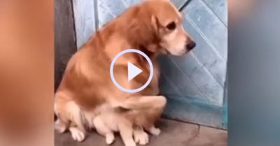Video: Chó mẹ gây sốt khi ôm chặt bảo vệ con vì sợ chủ đem bán
