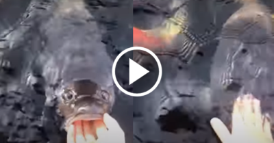 Video: Con cá thân thiện đứng yên để người cho ăn xoa đầu