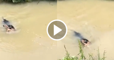 Video: Chó cưng giúp đưa nai con qua sông