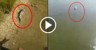 Video: Con cá kỳ lạ bơi ngược vào bờ dù được thả nhiều lần