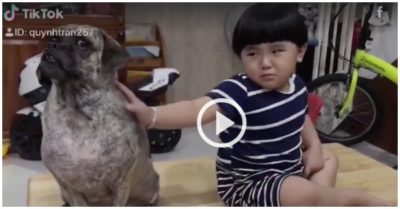 Video: Cún cưng hờn dỗi ra mặt mặc cho cậu chủ khóc lóc vuốt ve