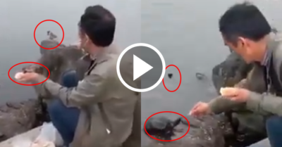 Video: Chim sẻ, bồ câu và rùa vây quanh người đàn ông thân thiện