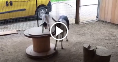 Video: Dê mẹ dùng chân xoay bàn xoay cho dê con chơi đùa