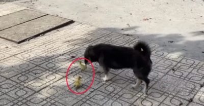 Video: Chó cưng bất đắc dĩ thành ‘vú em’ vì trứng vịt lộn nở thành vịt con