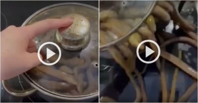 Video: Cô gái gặp ‘thảm họa’ khi hướng dẫn nấu lươn