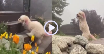 Video: Chú chó nhỏ cụt 2 chân trước và nghị lực sống phi thường