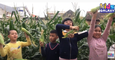 Video: Theo chân các bạn nhỏ về quê hái ngô, nướng, luộc và bán ngô