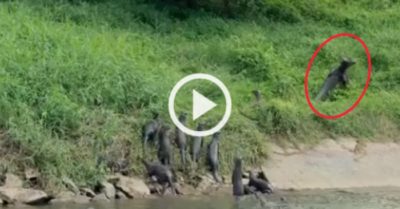 Video: Đàn rái cá lên bờ xem kỳ đà tỷ võ